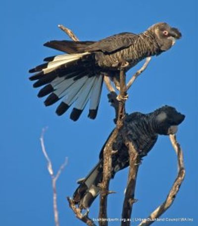 Bungendore is a popular feeding and nesting area for three species of threatened Black Cockatoo