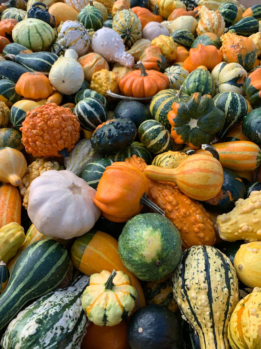 Mini Jourds Mini Gourds
