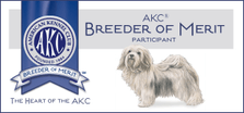 Mardi Gras Havanese