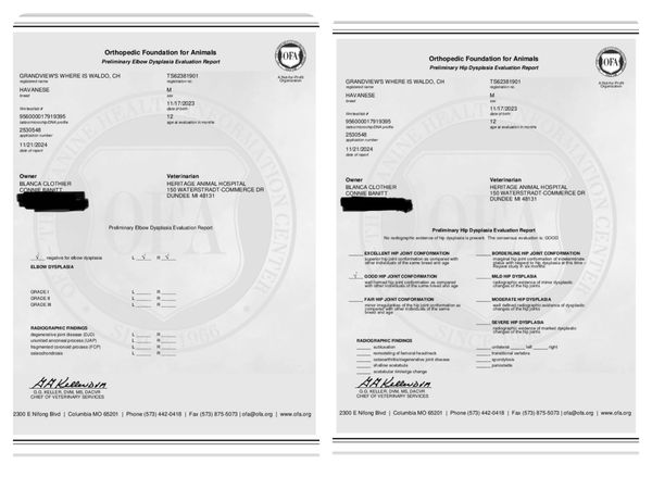 Veterinary orthopedic evaluation reports with detailed animal diagnostics.