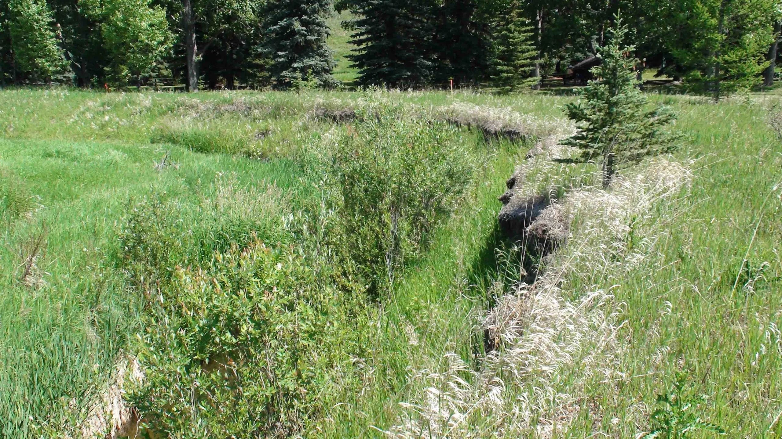 Recovering erosion site.