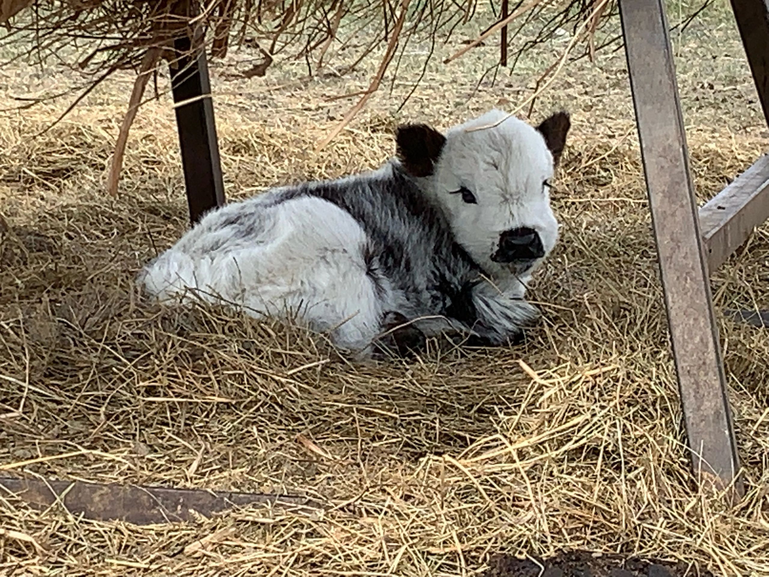 Calves for Sale