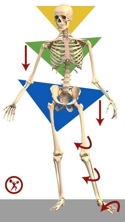 Gluteus Medius: My favorite muscle!