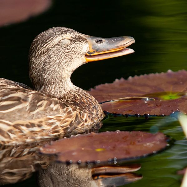 Mallard, lily pads, nature, water, blossom, bloom, flower, aquatic, duck, bird, animal, wildlife