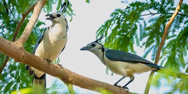 White-throated Magpie Jay. Urraca Hermosa Copetona. Calocitta formosa