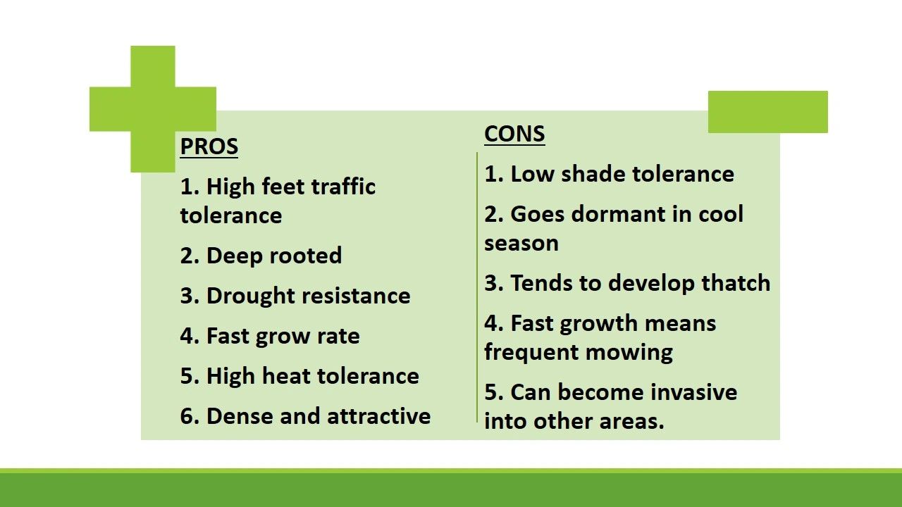 Bermuda grass pros and cons