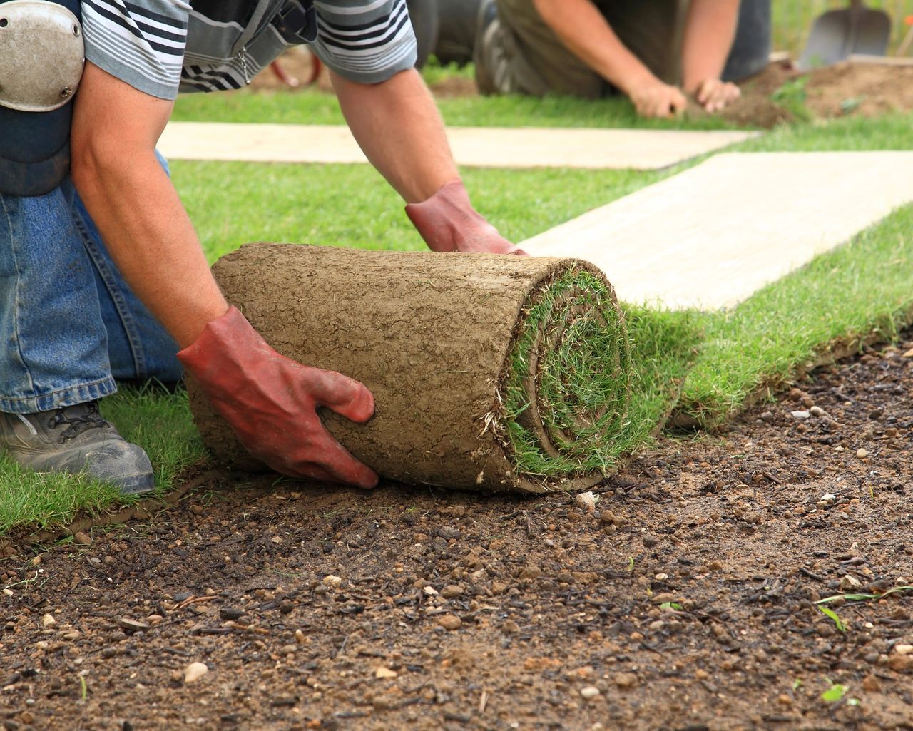 installing sod in new lawn