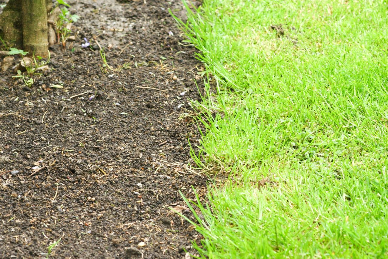 Grub infested area to reseed