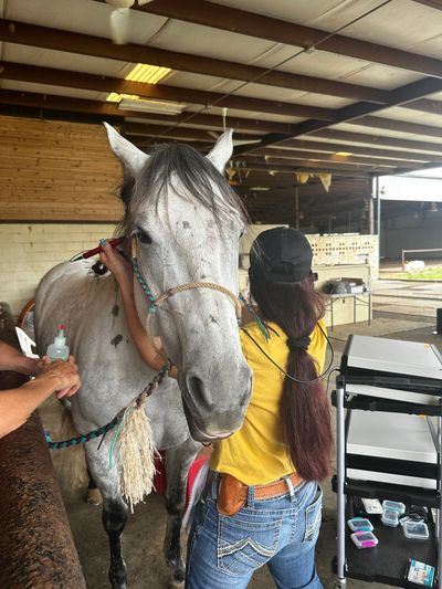 Person grooming a white horse in a stable.