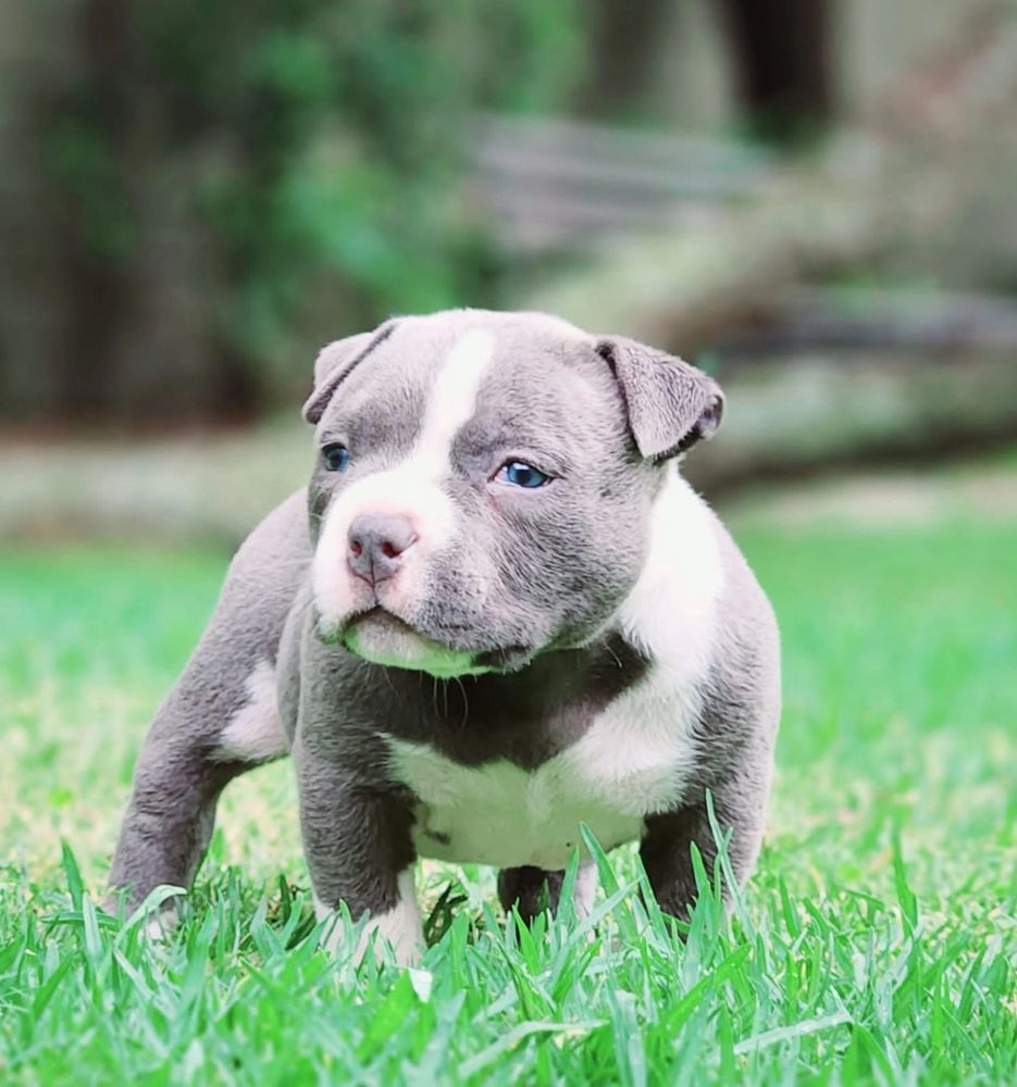 Pocket bully hot sale puppies for sale