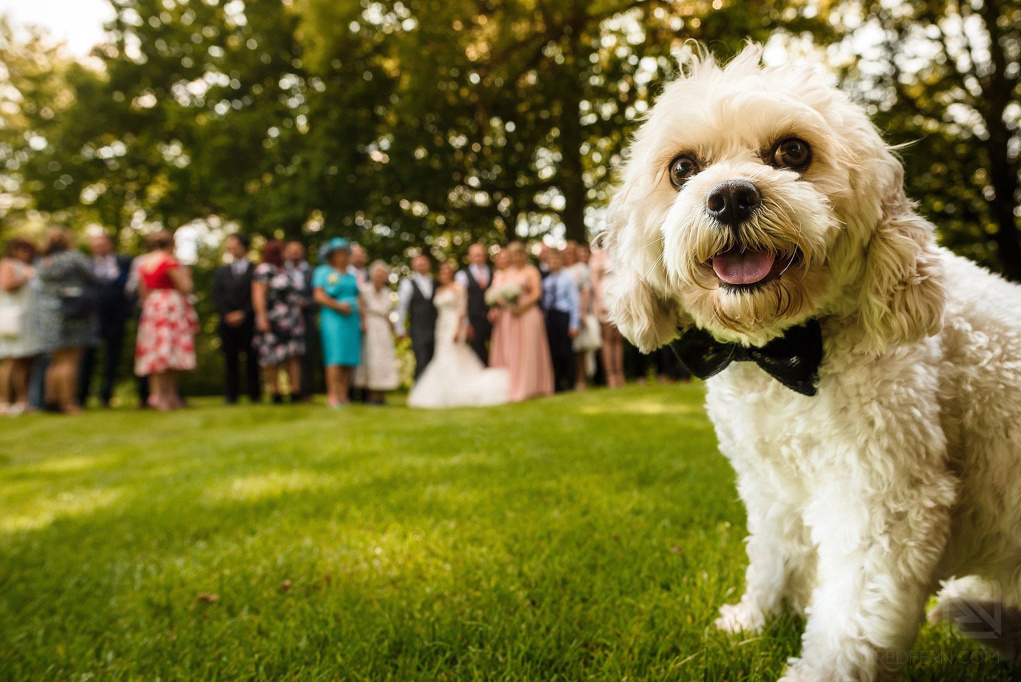 Precious Pets Wedding Wheels