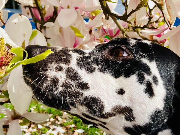 Dalmatian in flowers