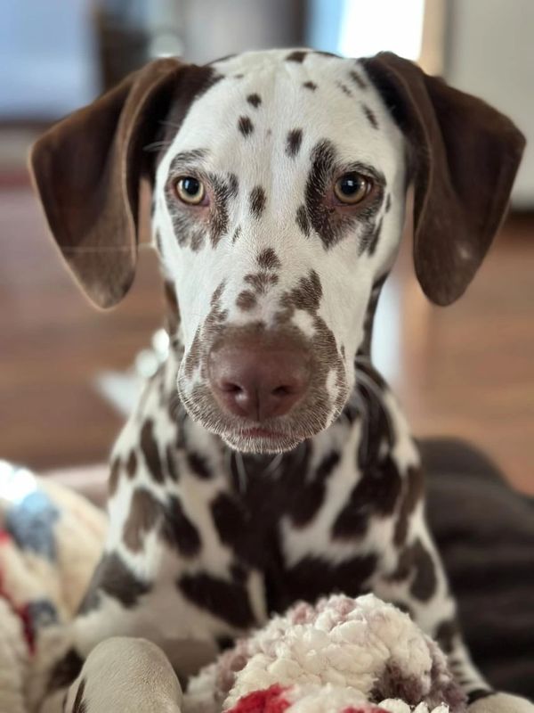 Liver Dalmatian 