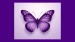 Butterfly Network