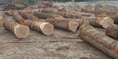 Cut logs arranged on the ground.