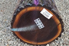 Cross-section of a dark wood log with tags on it.