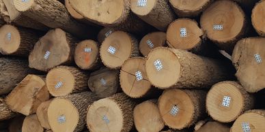Stack of labeled tree logs.