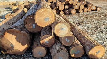 Stack of cut logs with labels.