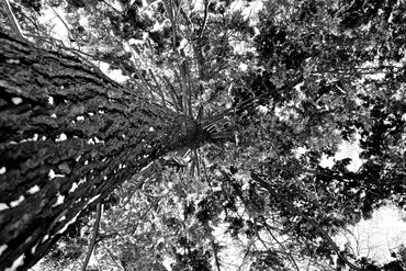 Tree canopy in winter