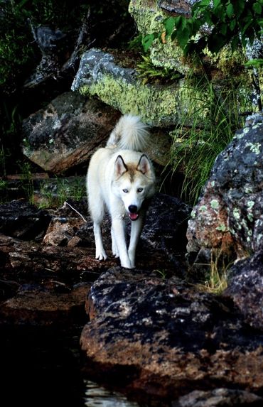 Timber wolf