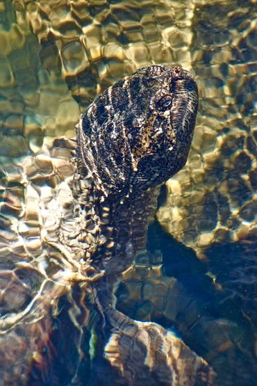 Snapping turtle surfacing