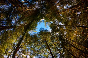 Peaceful forest