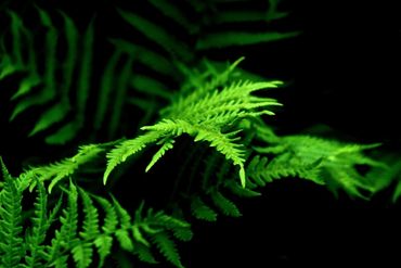 Forest fern