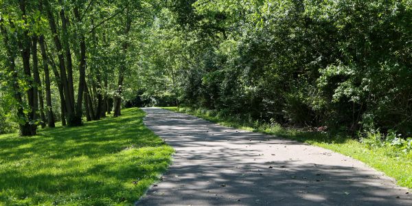 Sunlit pathway through a green forest.