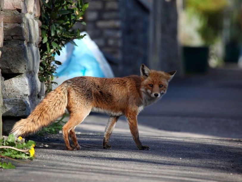 Red Fox Pest Control