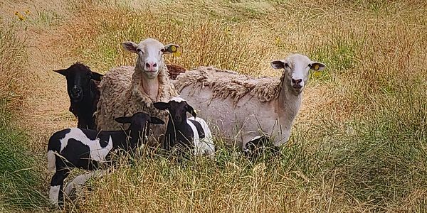 sheep, lamb, ewe, ram