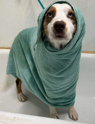 Dog getting a bath