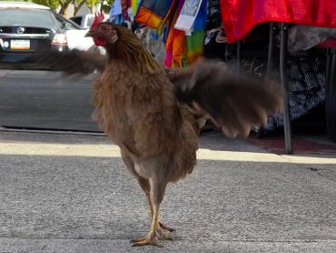A brown chicken flapping its wing on a city street.