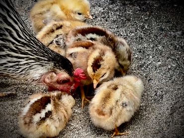 A hen with her fluffy chicks on a gravel surface.