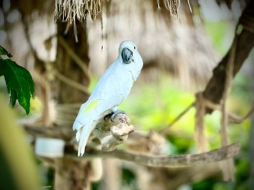 A white cockatoo perched on a branch in a natural setting.