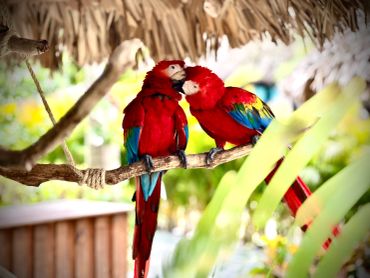Two vibrant red parrots perched closely on a branch under a thatched roof.