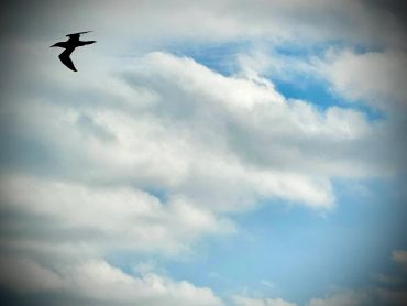 Silhouette of a bird flying against a cloudy blue sky.