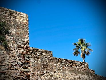 Stone wall with a palm tree against a clear blue sky.