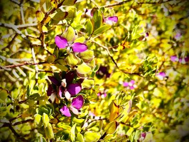 Purple flowers blooming on sunlit branches with green leaves.