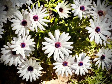 Bright white daisies with purple centers bloom under sunlight.