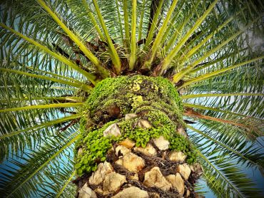 A palm tree trunk covered in green moss and leaves extending upward.