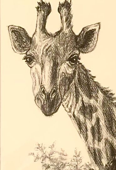 “Giraffe”, graphite on paper, 8”x 10”, Valerie French, 2020