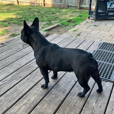 Fluffy French bulldog female