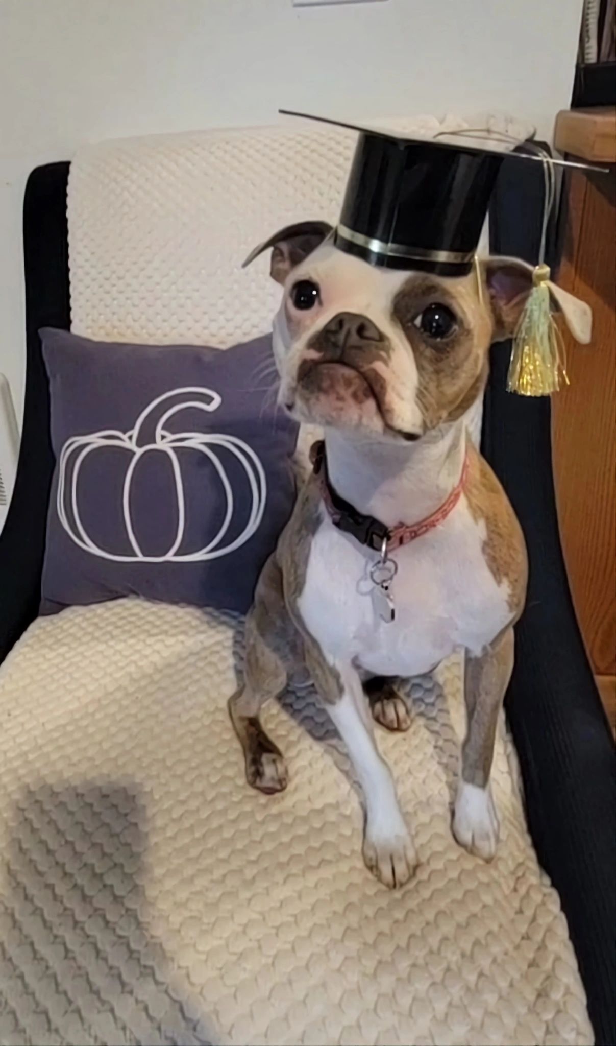 A dog wearing a graduation cap sitting on a chair.