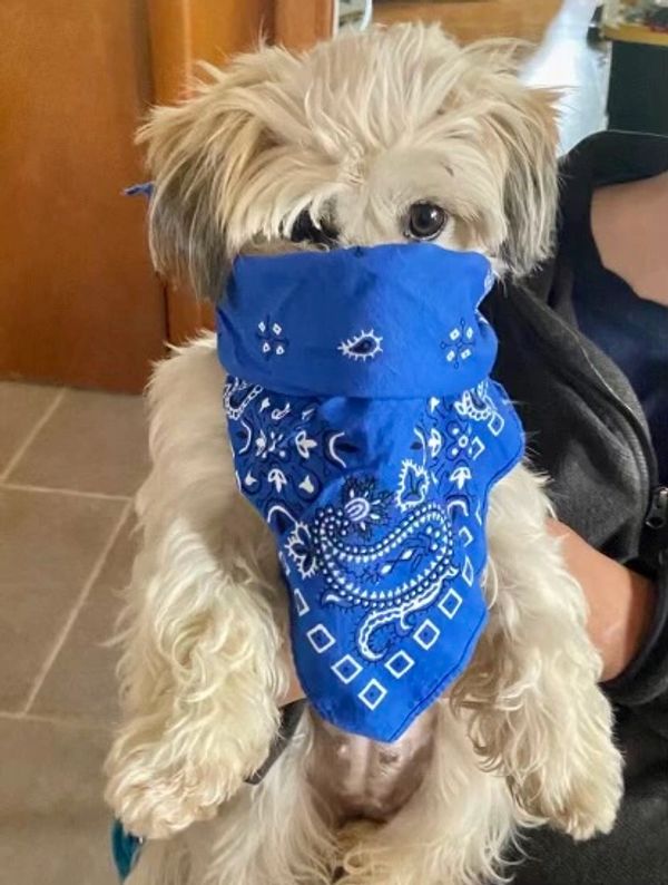 Best Friends Puppies