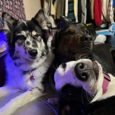 Three dogs relaxing closely together on a bed indoors.