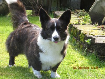 Cardigan Corgis Timepiece Arabians