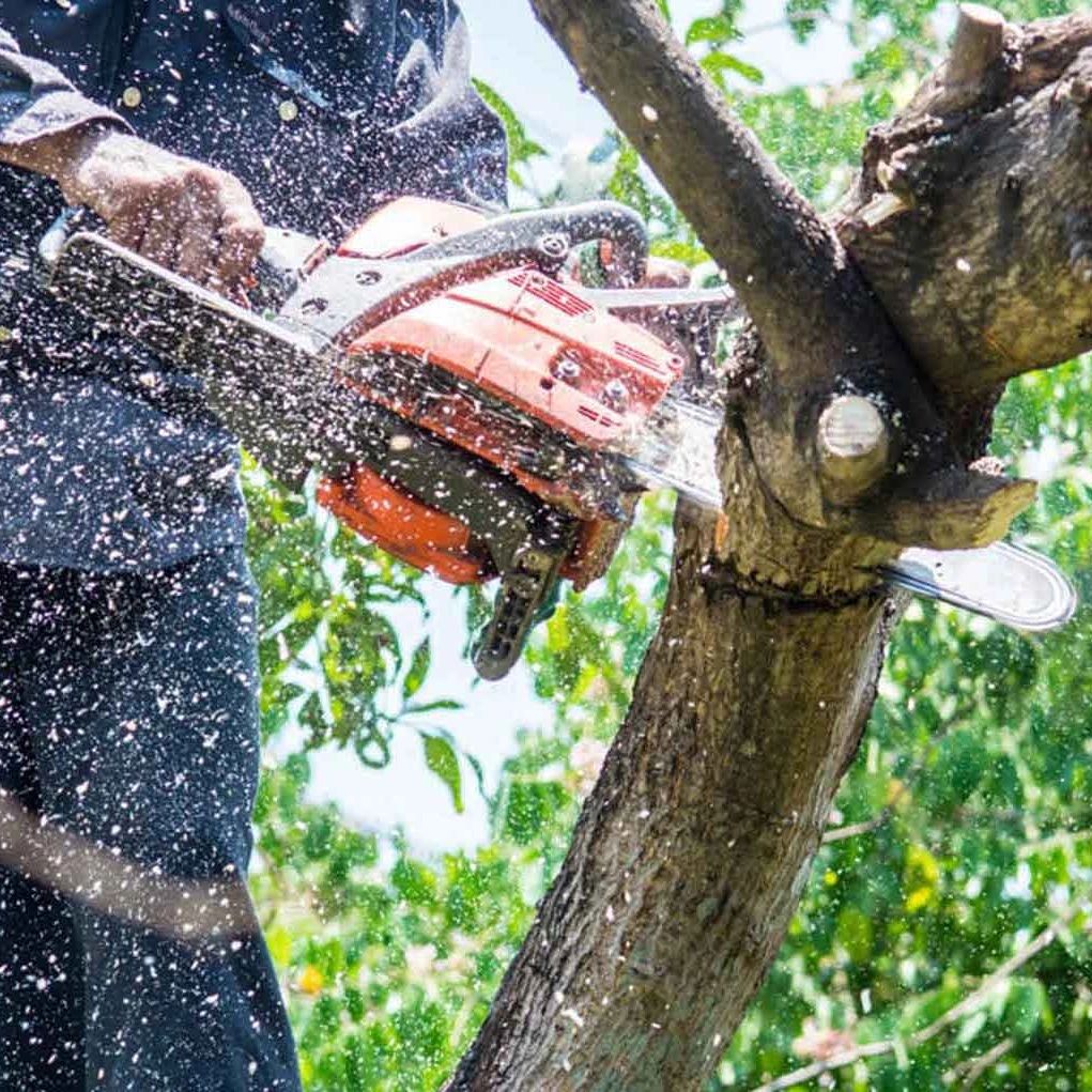 A person trimming a branch