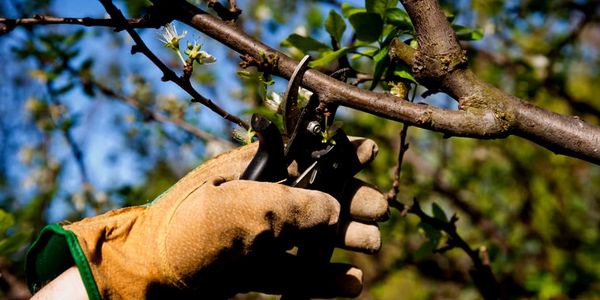 Pruning a tree