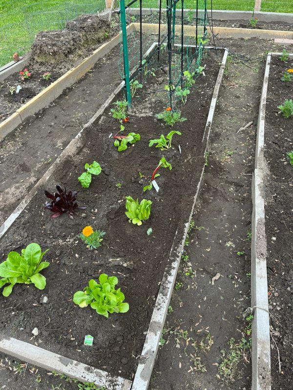 Newly planted vegetable garden bed with young plants and trellis.