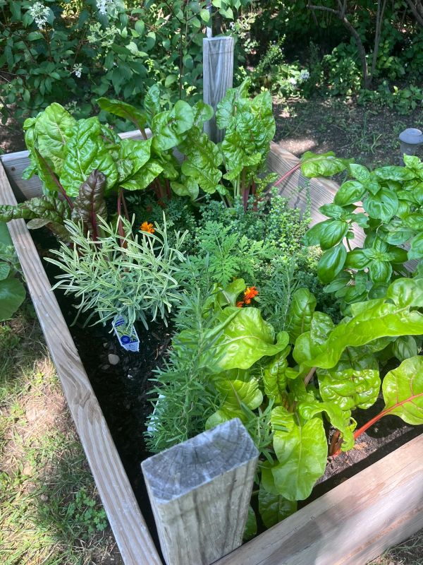 Raised garden bed with various green plants and herbs.
